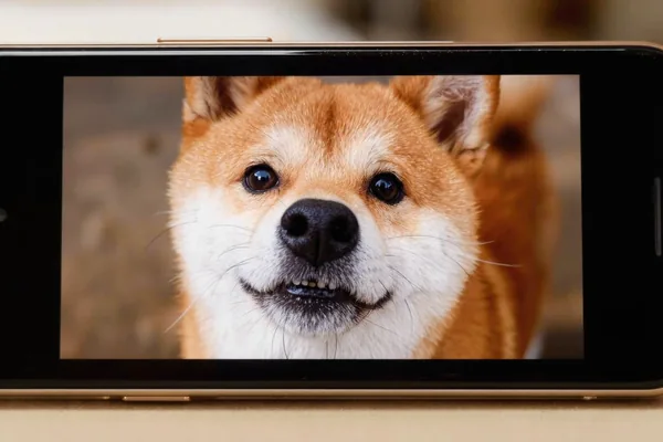 Come scegliere le foto per la statuetta del cane